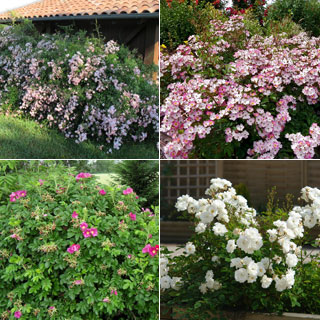 Kit Jovens Roseiras paisagsticas